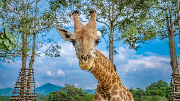 tierfoto - animal animal neck cute safari animals stock-fotos und bilder