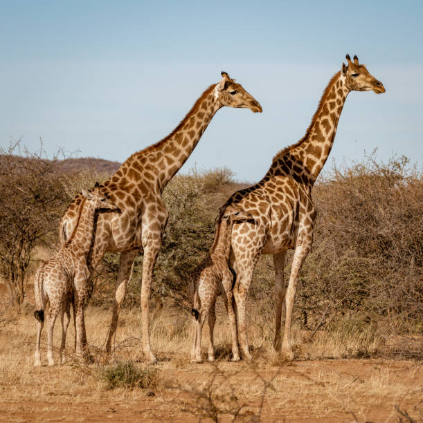 istock Two baby giraffes each stand next to their mother 1018001180
