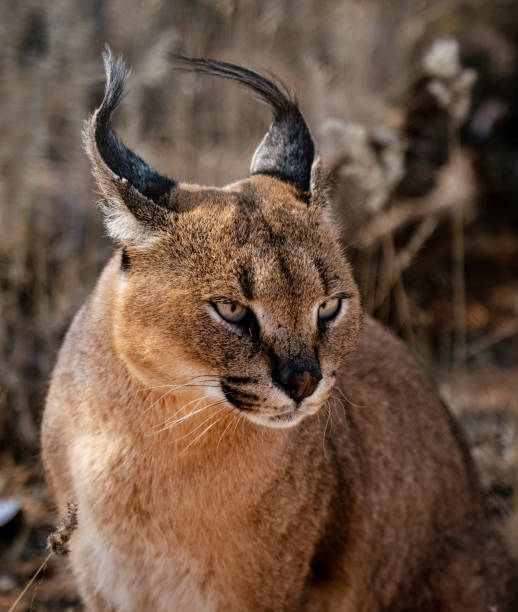 istock Caracal cat scans his surroundings 1018003438