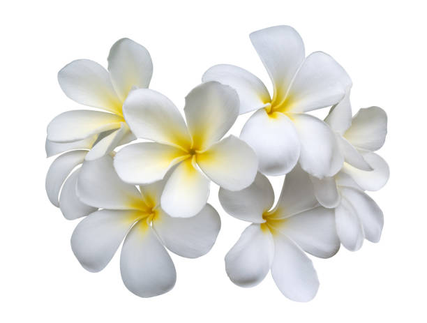 istock Frangipani (plumeria) flowers isolated on white background, clipping path included 1018006612
