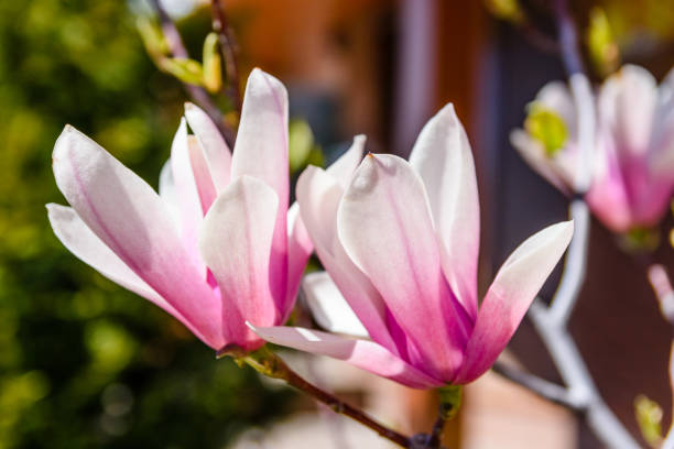 istock Flowers of the magnolia tree on spring day 1018006962