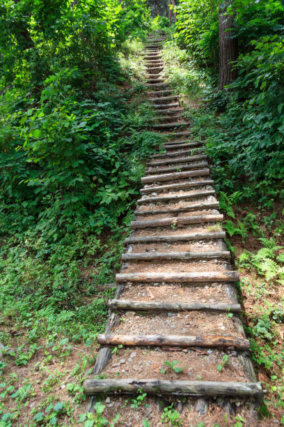 istock a pine road of korea 1018011224