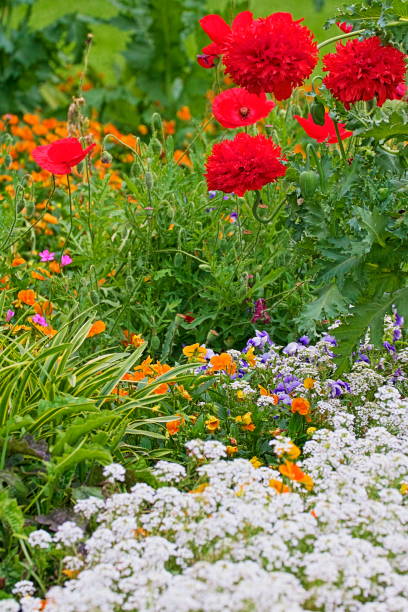 istock Colorful Wildflowers flowerbed – relax landscape 1018015942