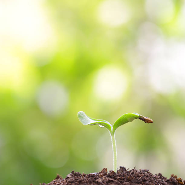 istock Green young plant growing with morning light 1018016836
