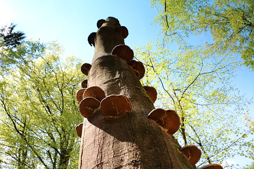 fungi's growing on a bald tree