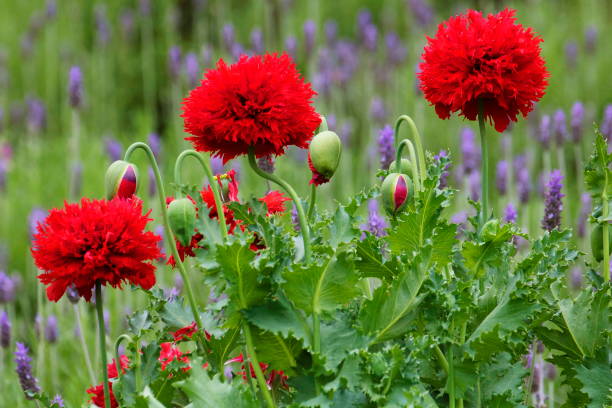 3 つの赤い花とラベンダーのフィールドの背景-リラックス風景 - french marigold ストックフォトと画像