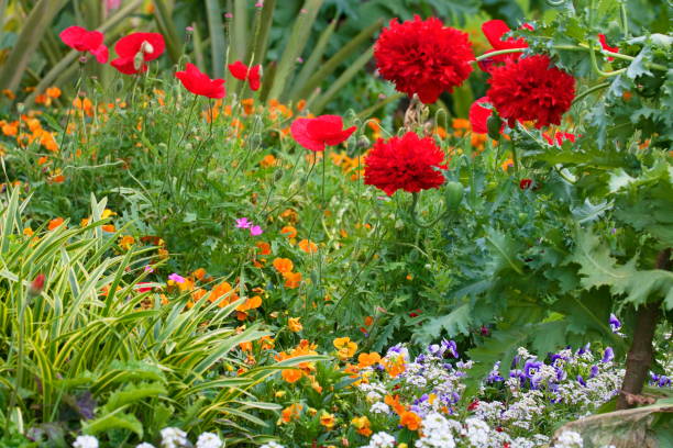 coquelicot et de fleurs de chrysanthème rouge et de fleurs sauvages – relax paysage - french marigold photos et images de collection