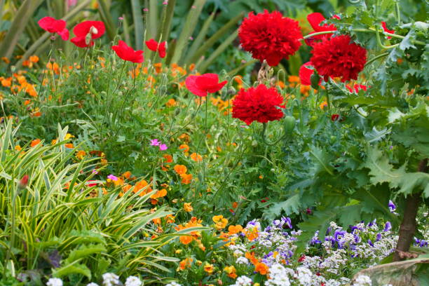 ポピーと赤の菊の花と野生の花-リラックス風景 - french marigold ストックフォトと画像