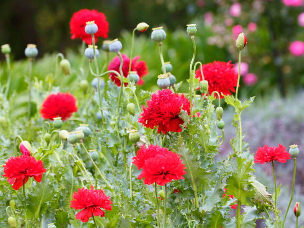 fleurs rouges fleurir au printemps - french marigold photos et images de collection