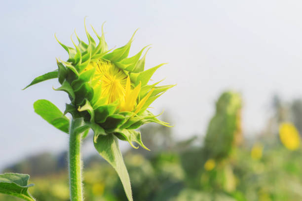 istock buds of sunflowers in field. 1018038108