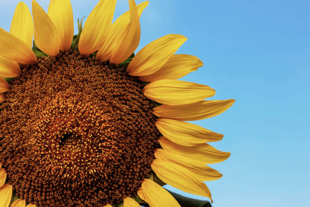 istock Colorful of sunflowers. 1018038158