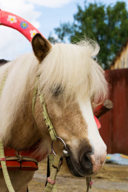 istock portrait of harnessed pony 1018038604