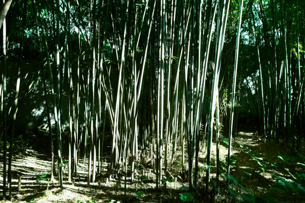бамбуковая роща в китае - bamboo shoot bamboo zen like striped bamboo стоковые фото и изображения