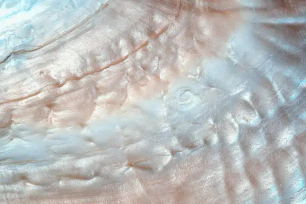Photo of luxury nacre seashell background texture close up