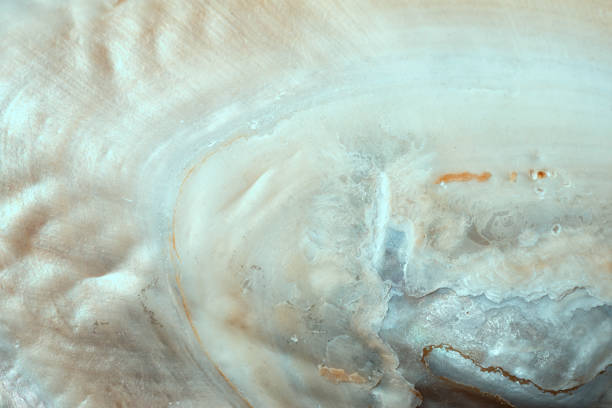 istock luxury nacre seashell background texture close up 1018041326