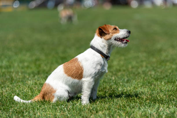 istock Purebred Jack Russel Terrier dog 1018041394