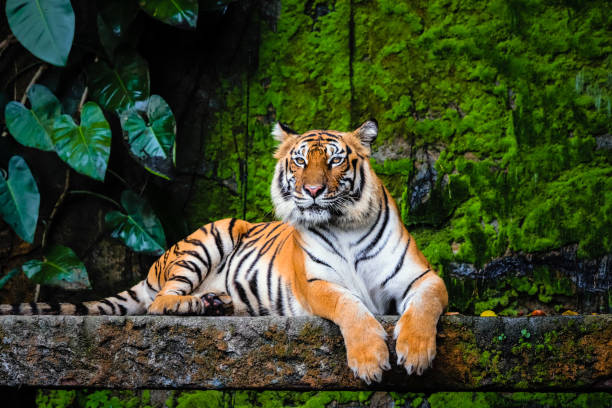緑豊かな緑の生息地と美しいベンガルの虎 - tiger roaring danger power ストックフォトと画像
