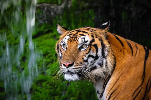 Photo of close up portrait of beautiful bengal tiger with lush green habitat