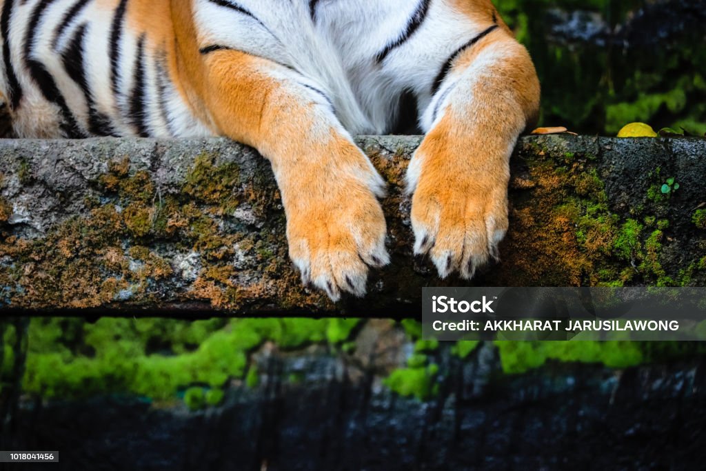 Close Up Of Bengal Tiger Paws Stock Photo - Download Image Now - Paw, Tiger, Undomesticated Cat - iStock Close Up Of Bengal Tiger Paws Stock Photo - Download Image Now - Paw, Tiger, Undomesticated Cat - iStock