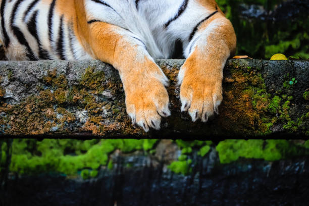 close-up de patas de tigre de bengala - tiger roaring danger power - fotografias e filmes do acervo