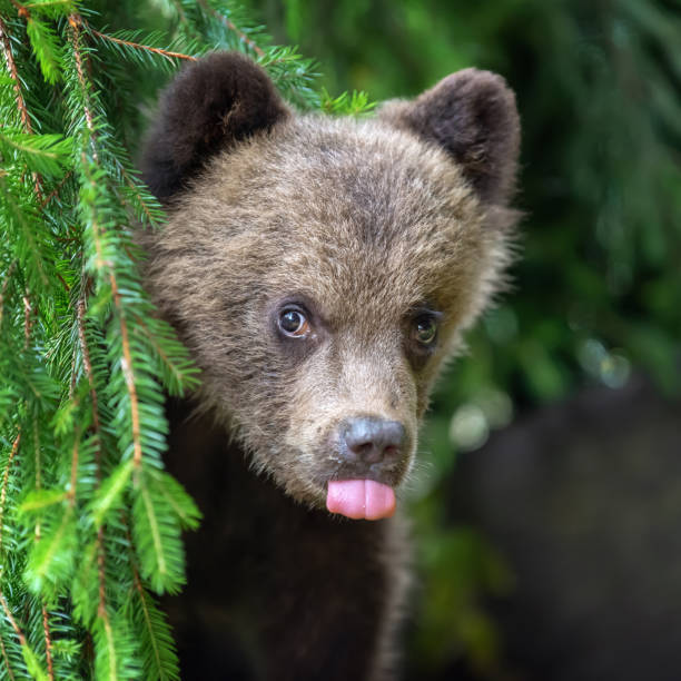 istock Cub of brown bear in the forest 1018041506