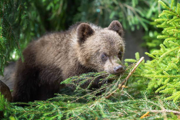 istock Cub of brown bear in the forest 1018041554
