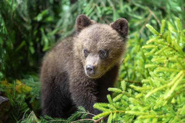 istock Cub of brown bear in the forest 1018041632