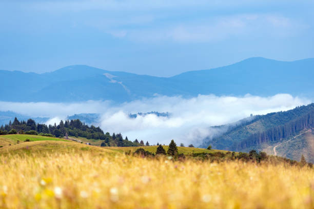 Foggy morning in the summer mountains
