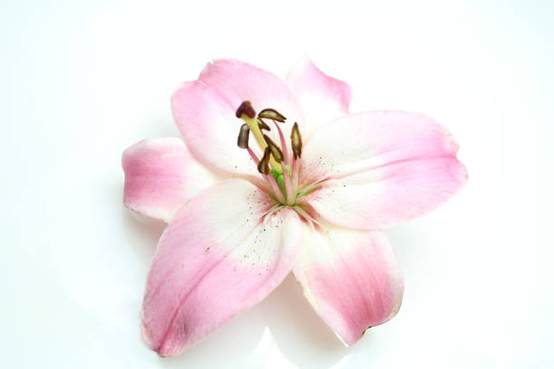 istock Close up of pink lily 1018044564