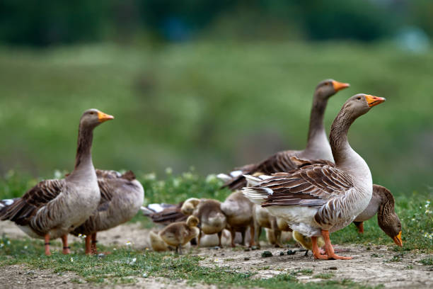 istock goose family in nature 1018047242