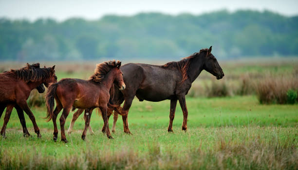 istock brown horses in the wild 1018047336