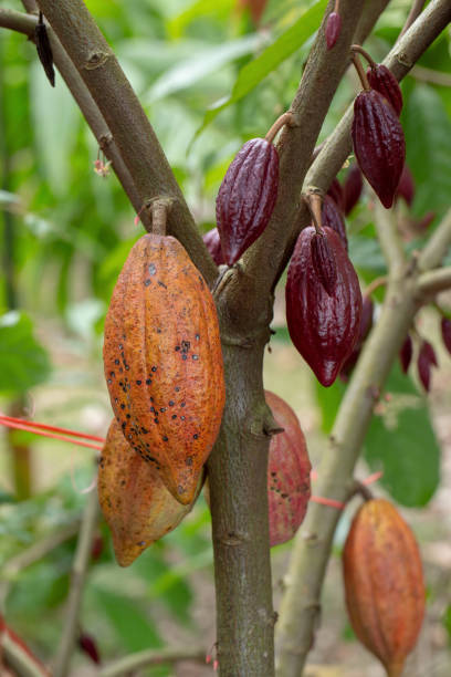 istock Cacao fruit, raw cacao beans, Cocoa pod on tree 1018050280