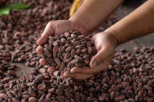 istock Selection of completed cocoa seeds must be dried before into sacks 1018050348