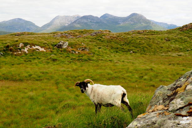 istock A black head sheep in an open field of Connemara 1018053292