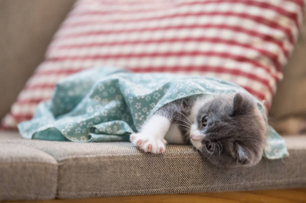 istock Cute British short hair cat kitten 1018058744