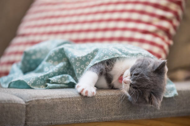 istock Cute British short hair cat kitten 1018058774