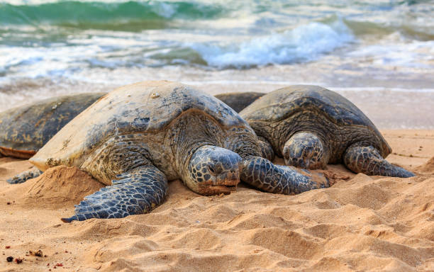 istock Endangered Hawaiian Green Sea Turtles with barnacles on their shells, resting on a sandy beach at North Shore, Oahu, Hawaii with the ocean in the background 1018058932