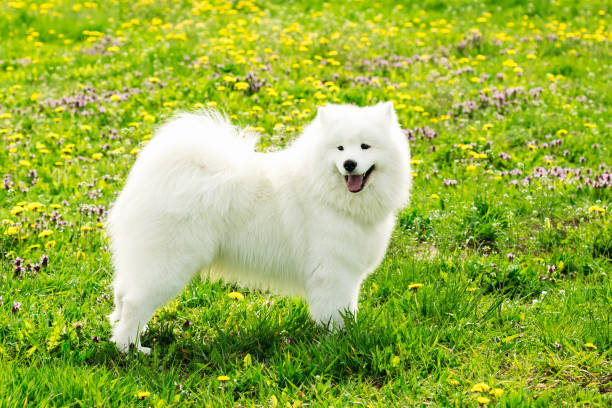 istock Beautiful Samoyed dog white color 1018062000