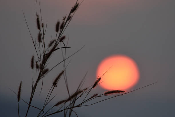 istock grass-flowers and sunset in the twilight time 1018067406