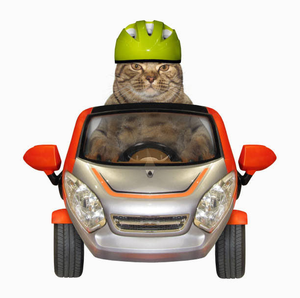 istock Cat in a helmet drives a small car 1018069938
