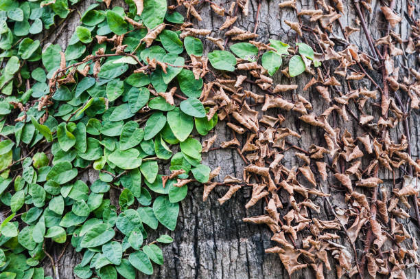 istock The conflict between dried and fresh leaves on the same tree as background 1018070364