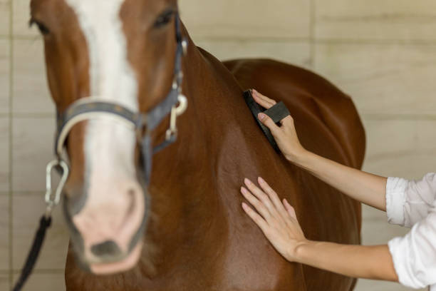 Young happy woman cleaning her horse.   