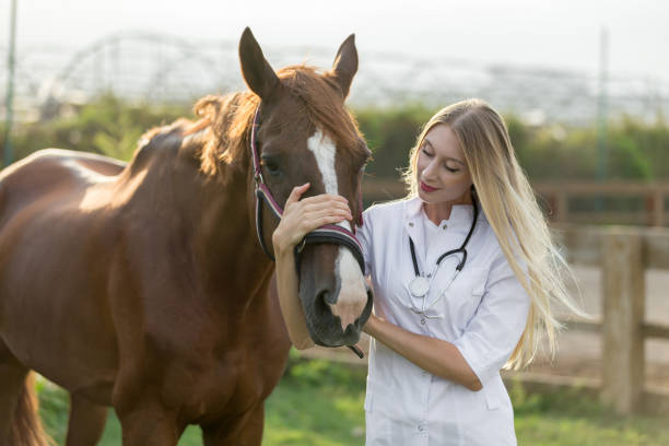 istock Female veterinarian stroking horse 1018075544