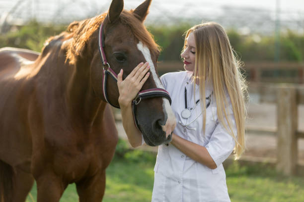 istock Female veterinarian stroking horse 1018075588