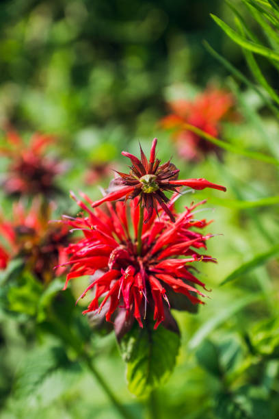 istock Crimson beebalm (Monarda) growing in the garden 1018075722