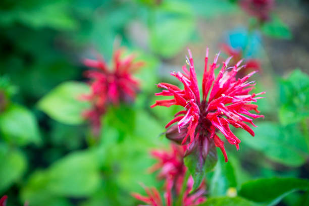 Crimson beebalm (Monarda) growing in the garden. Shallow depth of field.