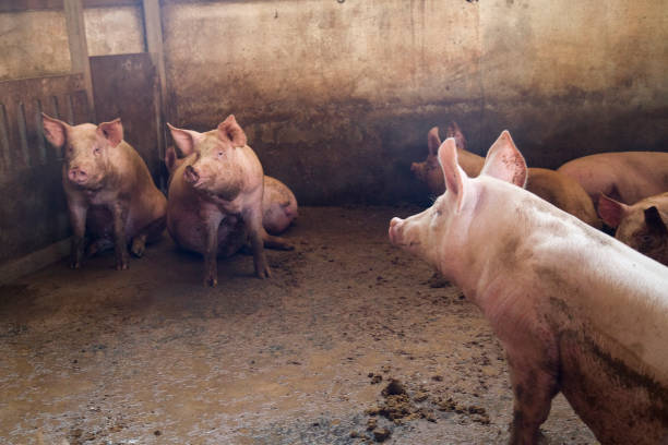 istock pink pigs look up inside farm 1018075822