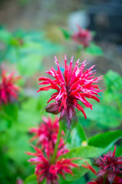 istock Crimson beebalm (Monarda) growing in the garden 1018075824