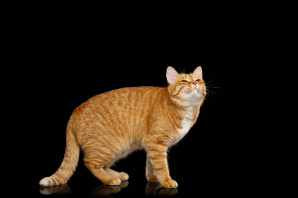 istock Gorgeous Ginger Cat on Isolated Black background 1018076300