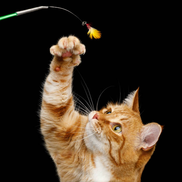istock Gorgeous Ginger Cat on Isolated Black background 1018078696